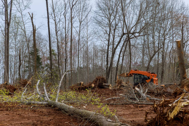 Trusted Lockport Heights, IL Tree Services Experts