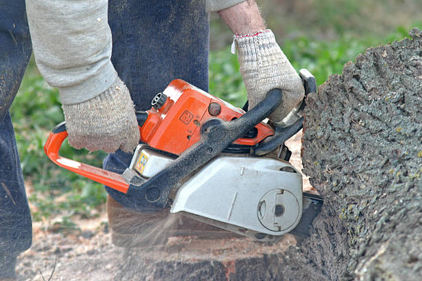 How Our Tree Care Process Works  in  Lockport Heights, IL